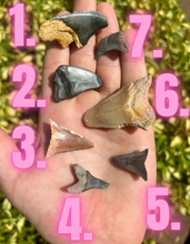 Load image into Gallery viewer, MISC. Shark Fossils!
