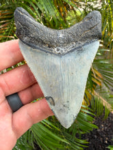 Load image into Gallery viewer, Custom large megalodon necklace
