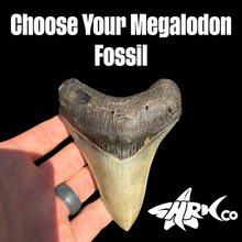 Load image into Gallery viewer, Custom Megalodon Fossil Request | Specific Tooth or Specimen
