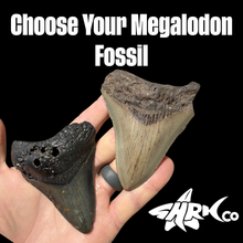 Load image into Gallery viewer, Custom Megalodon Fossil Request | Specific Tooth or Specimen
