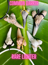 Load image into Gallery viewer, Real, ancient, ethically found Snaggletooth shark fossil -Lower positioned teeth like these are shaped like daggers, while upper position are wider with serrations  Found digging and scuba diving ancient Florida. Beautiful natural dagger shape.
