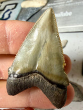 Load image into Gallery viewer, Custom Megalodon Fossil Request | Specific Tooth or Specimen
