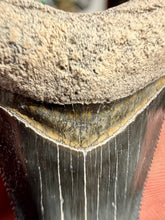 Load image into Gallery viewer, Custom Megalodon Fossil Request | Specific Tooth or Specimen
