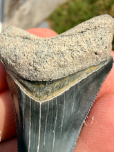 Load image into Gallery viewer, Custom Megalodon Fossil Request | Specific Tooth or Specimen
