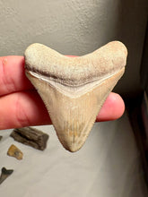 Load image into Gallery viewer, Custom Megalodon Fossil Request | Specific Tooth or Specimen

