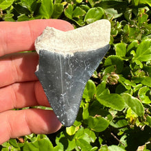 Load image into Gallery viewer, Partial Bone Valley Megalodon 2 7/16&quot;
