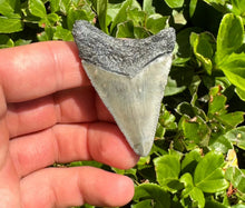 Load image into Gallery viewer, 2.25&quot; Megalodon Fossil
