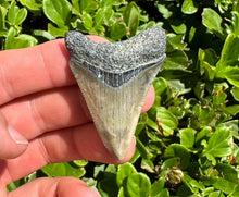 Load image into Gallery viewer, 2 1/16&quot; Megalodon Fossil
