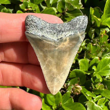 Load image into Gallery viewer, 2 1/16&quot; Megalodon Fossil
