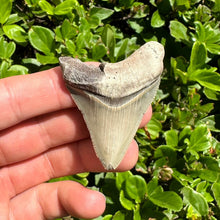 Load image into Gallery viewer, 2 5/16&quot; Tan Megalodon Fossil
