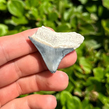 Load image into Gallery viewer, 2 5/8&quot; Pale Blue/White Megalodon Fossil

