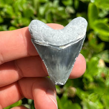 Load image into Gallery viewer, 1 3/4&quot; Rare Hubbell Megalodon Fossil
