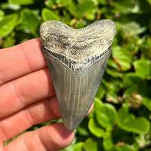 Load image into Gallery viewer, 2 9/16&quot; Megalodon Fossil
