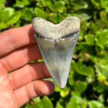 Load image into Gallery viewer, 2 9/16&quot; Megalodon Fossil
