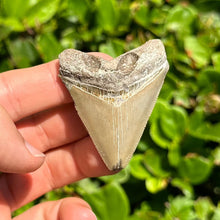 Load image into Gallery viewer, 2 3/16&quot; Megalodon Fossil
