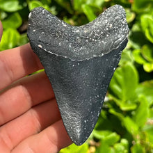 Load image into Gallery viewer, Black 3.5&quot; Megalodon Fossil
