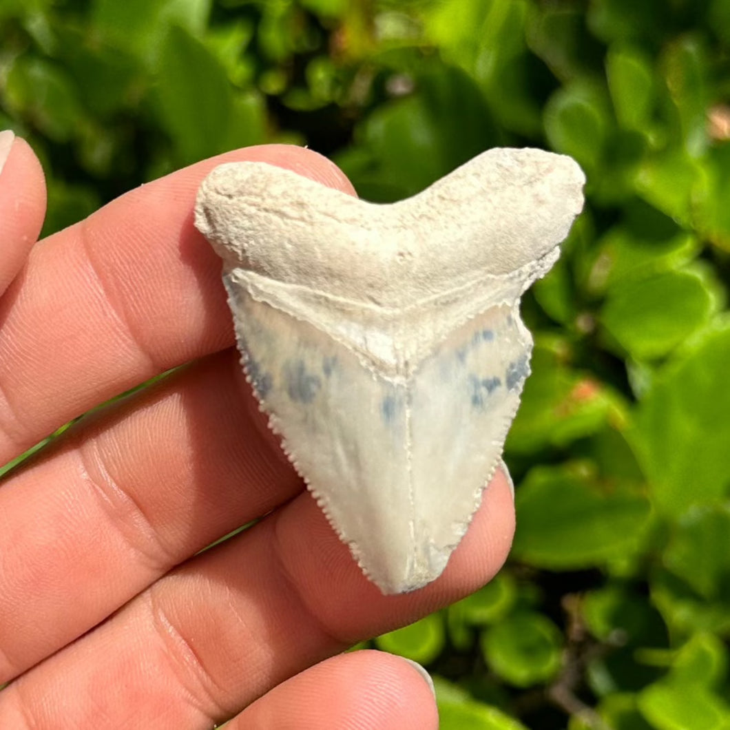 Rare Color Hubbell Megalodon Fossil 1 13/16