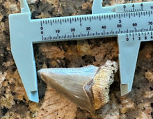 Load image into Gallery viewer, 2 1/8&quot; Angustidens: Megalodon Ancestor Fossil
