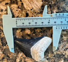 Load image into Gallery viewer, Partial Bone Valley Megalodon 2 7/16&quot;
