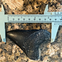 Load image into Gallery viewer, Black 3.5&quot; Megalodon Fossil

