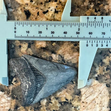Load image into Gallery viewer, 2.25&quot; Megalodon Fossil
