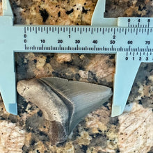 Load image into Gallery viewer, 2 5/16&quot; Tan Megalodon Fossil
