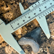 Load image into Gallery viewer, 1 3/4&quot; Rare Hubbell Megalodon Fossil
