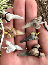 Load image into Gallery viewer, Real, ancient, ethically found Snaggletooth shark fossil -Lower positioned teeth like these are shaped like daggers, while upper position are wider with serrations  Found digging and scuba diving ancient Florida. Beautiful natural dagger shape.
