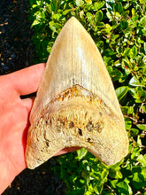 Load image into Gallery viewer, LARGE 5 3/16&quot; Indonesian Megalodon Fossil
