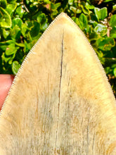 Load image into Gallery viewer, LARGE 5 3/16&quot; Indonesian Megalodon Fossil
