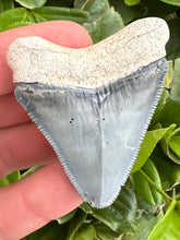 Load image into Gallery viewer, Interesting 2 3/16&quot; Megalodon Fossil
