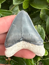 Load image into Gallery viewer, Interesting 2 3/16&quot; Megalodon Fossil
