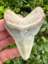 Load image into Gallery viewer, UNIQUE 3 1/8&quot; Megalodon Fossil
