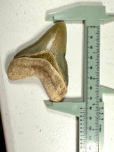 Load image into Gallery viewer, UNIQUE 3 1/8&quot; Megalodon Fossil
