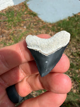 Load image into Gallery viewer, Custom Megalodon Fossil Request | Specific Tooth or Specimen
