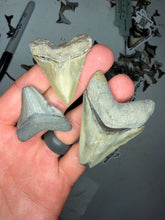 Load image into Gallery viewer, Custom Megalodon Fossil Request | Specific Tooth or Specimen

