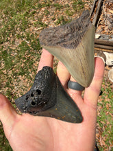 Load image into Gallery viewer, Custom Megalodon Fossil Request | Specific Tooth or Specimen
