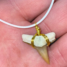 Load image into Gallery viewer, RARE COLOR Shark Fossil Necklace Bone Valley
