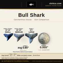 Load image into Gallery viewer, Outer Banks Style Shark Necklace (JJ Maybank)
