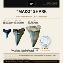 Load image into Gallery viewer, Mako Shark Fossil Necklace
