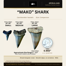 Load image into Gallery viewer, Mako Shark Fossil Necklace
