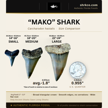 Load image into Gallery viewer, Mako Shark Fossil Necklace
