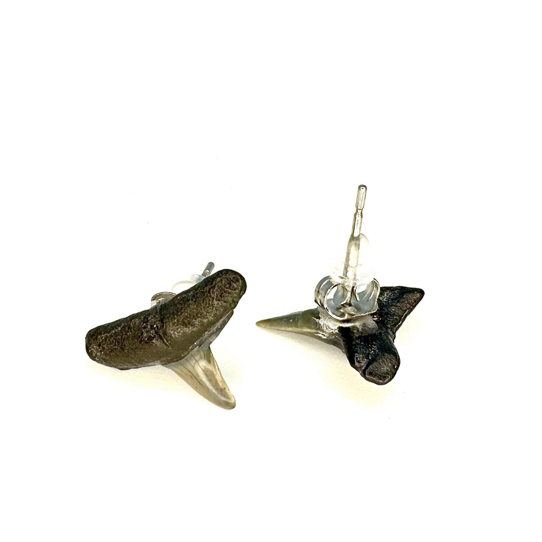 Shark Fossil Stud Earrings