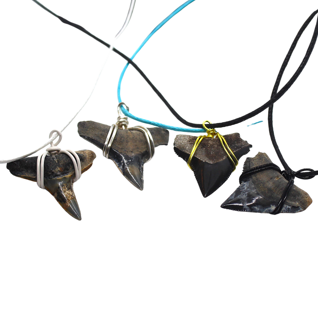 Rare Coloration Shark Fossil Necklace