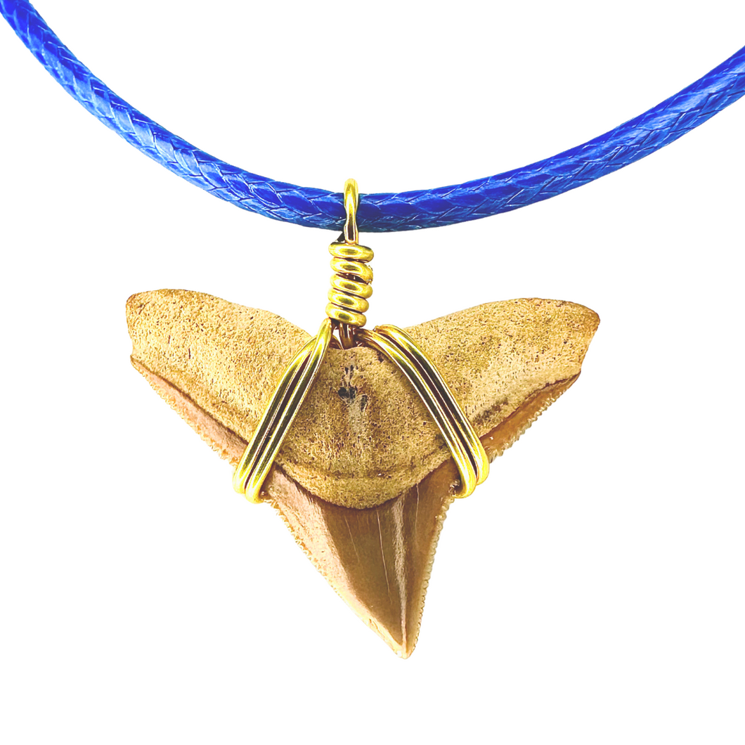 Limited Edition Rare Orange Shark Tooth Fossil Necklace