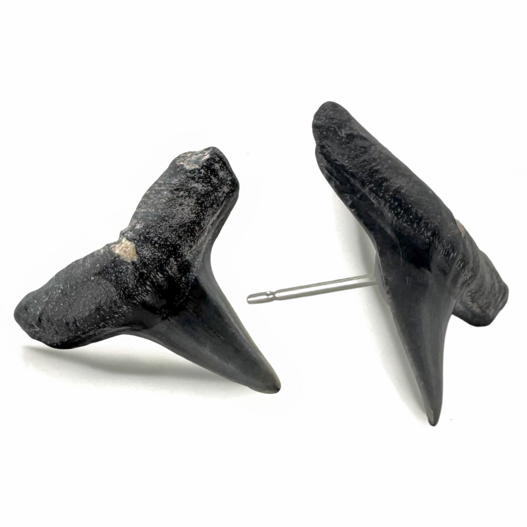 Shark Fossil Stud Earrings