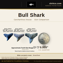 Load image into Gallery viewer, CLASSIC Bull Shark Fossil Necklace
