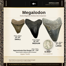 Load image into Gallery viewer, Sterling Silver Rope Chain Megalodon Necklace
