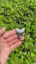 Load and play video in Gallery viewer, 1 3/4&quot; Rare Hubbell Megalodon Fossil
