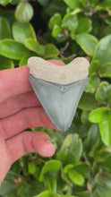 Load and play video in Gallery viewer, Interesting 2 3/16&quot; Megalodon Fossil
